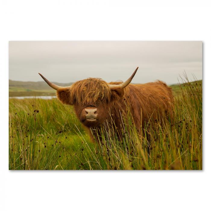 Zotteliges schottisches Hochlandrind blickt direkt in die Kamera, Symbol für die raue Schönheit der Highlands.