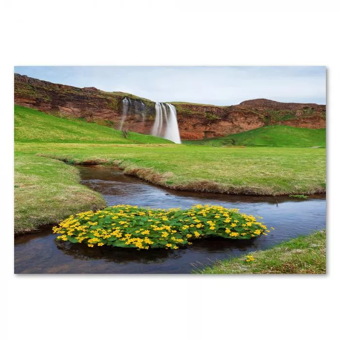 Wasserfall in Island, gelbe Sumpfdotterblumen am Ufer, beeindruckend.