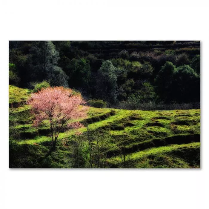 Ein einzelner Kirschbaum in voller Blüte inmitten einer grünen Hügellandschaft - ein Anblick wie aus einem Traum.