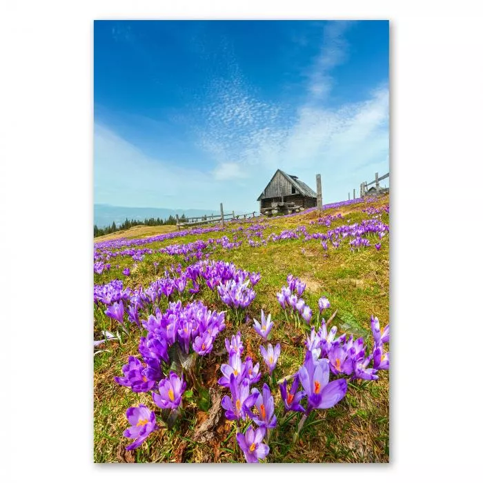 Eine Wiese voller violetter Krokusse erstreckt sich vor einer urigen Berghütte. Im Hintergrund leuchtet der blaue Himmel mit weißen Wolken.