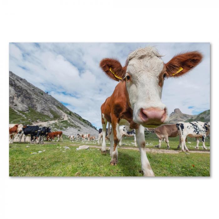 Drei neugierige Kühe auf einer Alm blicken direkt in die Kamera. Im Hintergrund sieht man weitere Kühe, die auf der grünen Wiese grasen, und eine malerische Berglandschaft.