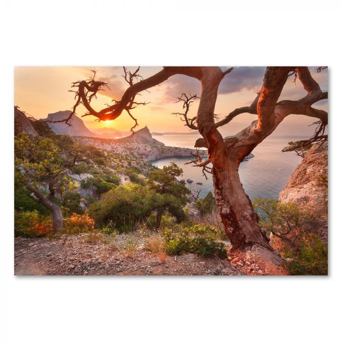 Ein knorriger Baum rahmt den Blick auf die felsige Küste und das weite Meer ein. Die aufgehende Sonne taucht die Landschaft in ein goldenes Licht.