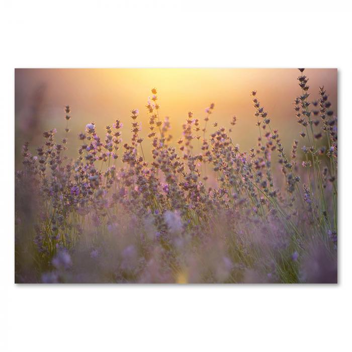 Lavendelfeld im warmen Licht des Sonnenuntergangs, violette Blüten wiegen sich im Wind.