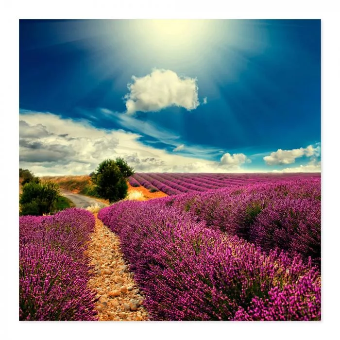 Lavendelfeld in voller Blüte unter blauem Himmel - idyllische Landschaft.