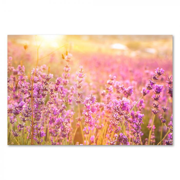 Lavendelfeld im Sonnenuntergang, violette Blüten, goldener Himmel.