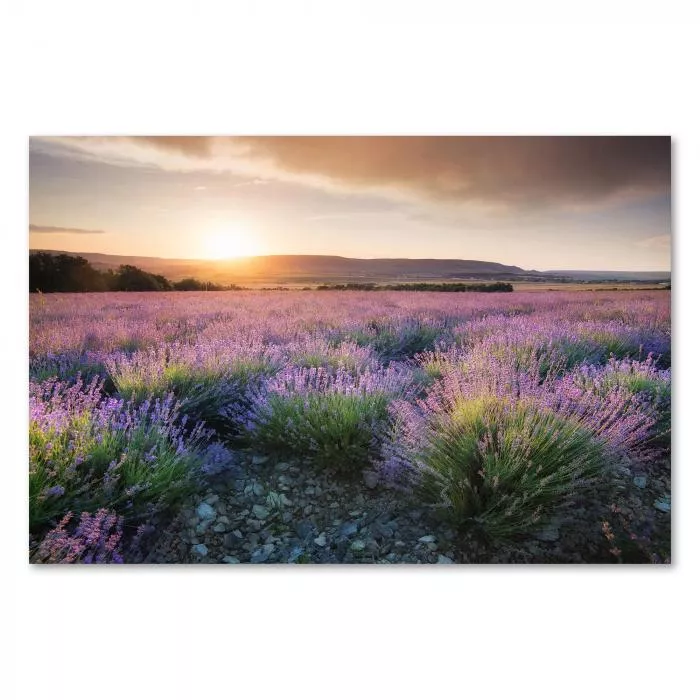 Lavendelfeld in voller Blüte im warmen Licht der untergehenden Sonne - malerische Landschaft.