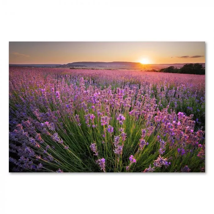 Lilafarbenes Lavendelfeld, Sonnenuntergang am Horizont, warme Farben.