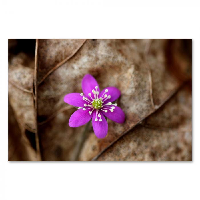 Eine einzelne lila Blume mit gelbem Blütenstaub auf braunem Laub.