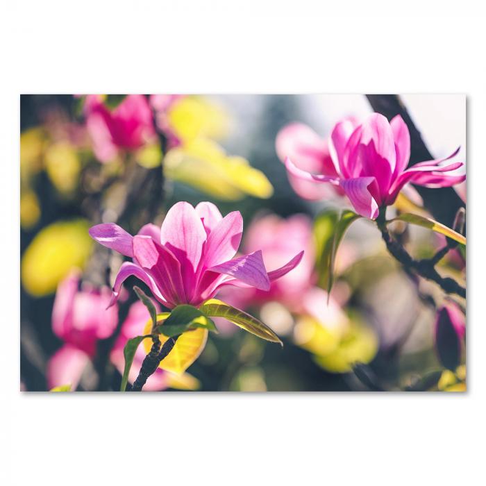 Nahaufnahme: Leuchtend rosa Magnolienblüten, Frühlingstag, Blütenblätter & Laub.