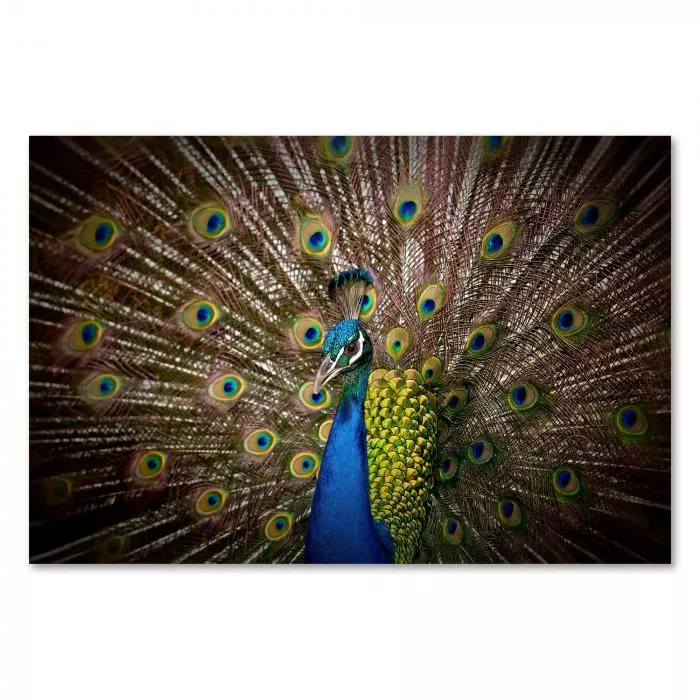 Pfau, schillerndes Federkleid (Blau, Grün, Türkis) mit Augenzeichnungen.