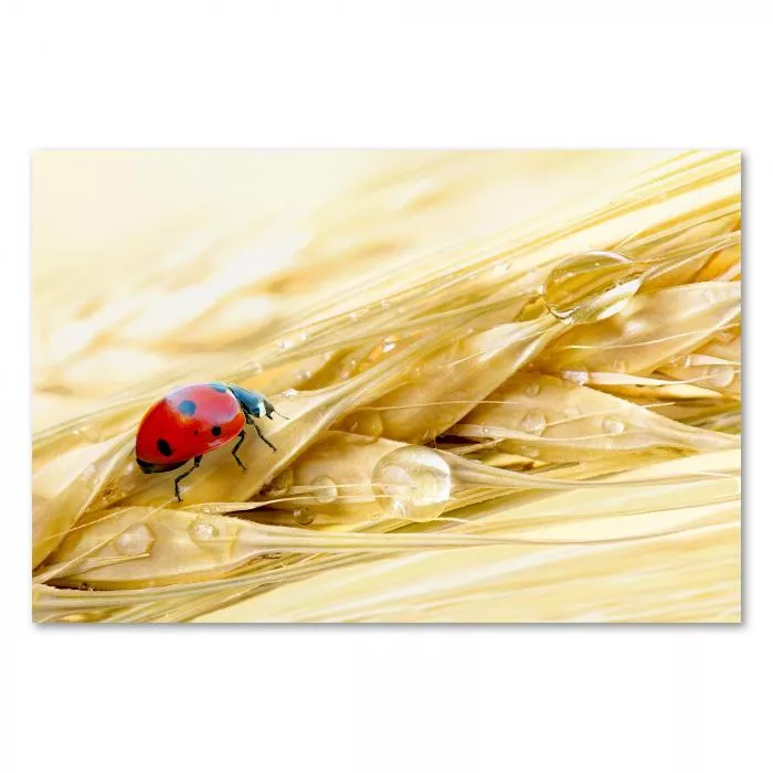 Roter Marienkäfer, goldene Getreideähre, Wassertropfen - Sommer & Natur.