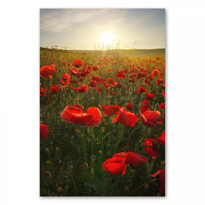 Ein Meer aus roten Mohnblumen erstrahlt im warmen Licht der untergehenden Sonne. Die Blüten wiegen sich sanft im Wind und erzeugen eine traumhafte, romantische Atmosphäre.