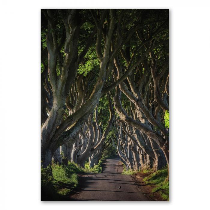 Allee der Dark Hedges (Irland), knorrige Buchenbäume, mystische Atmosphäre, Sonnenlicht.