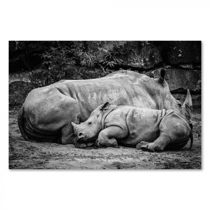 Schwarz-Weiß-Foto: Nashornmutter & schlafendes Kalb, Schutz & Geborgenheit.