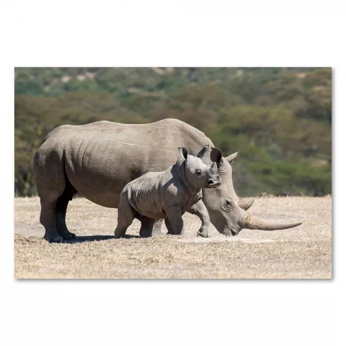 Nashornbaby & Mutter grasen im trockenen Gras, afrikanische Savanne.