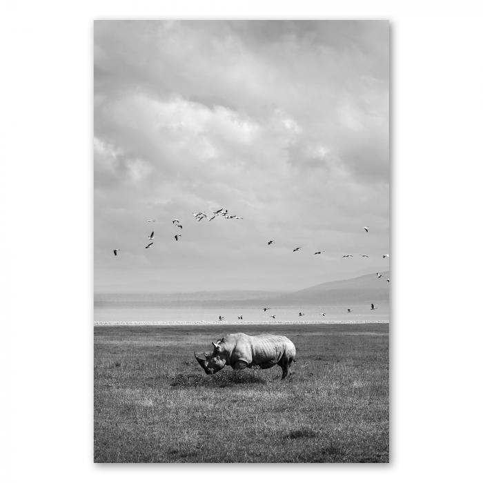 Schwarz-Weiß-Foto: Nashorn grast in Savanne, Vögel fliegen.