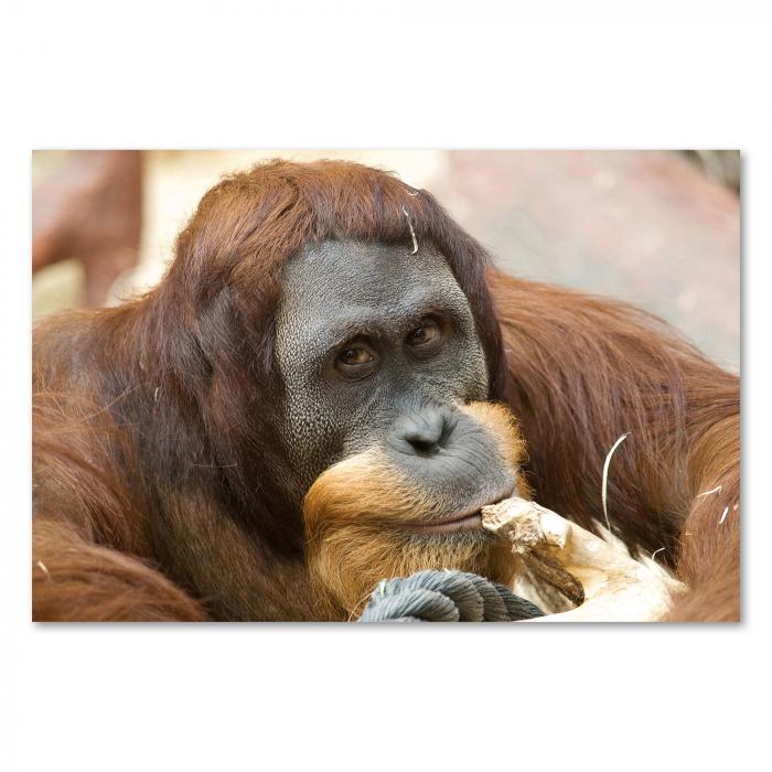 Ein Orang-Utan sitzt im Vordergrund und hält einen Stock im Mund.