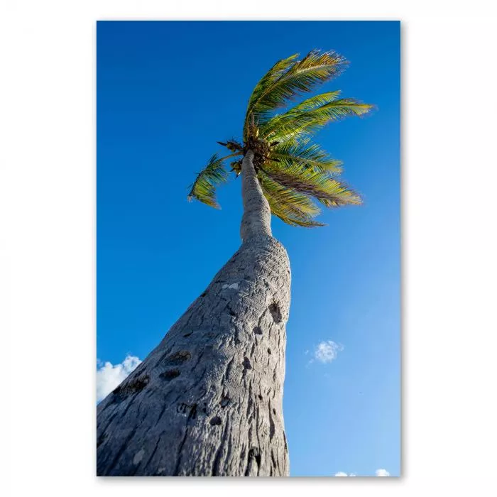 Palme wiegt sich im Wind, blauer Himmel, Wolken & grünes Blätterdach.