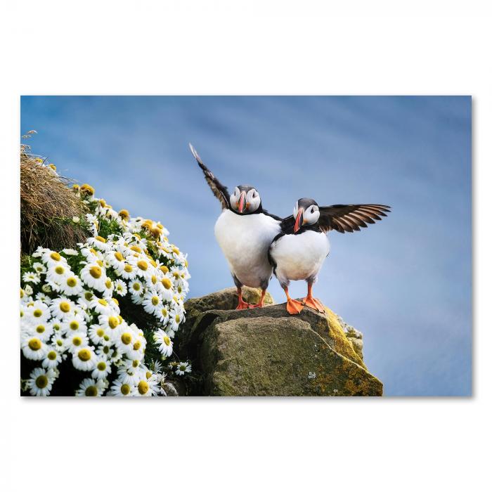 Zwei Papageientaucher auf Felsen, Margeriten, einer breitet Flügel aus.