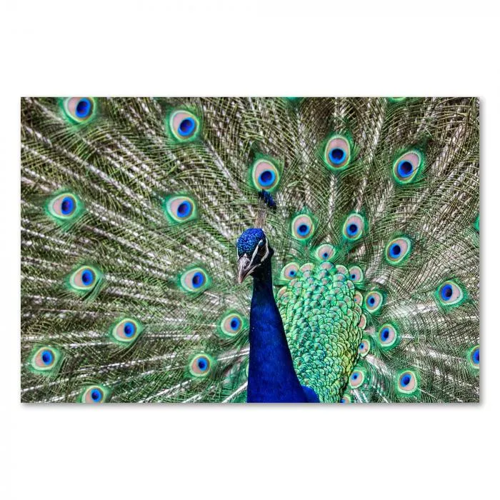 Pfau, farbenprächtiges Federkleid, blaue & grüne 