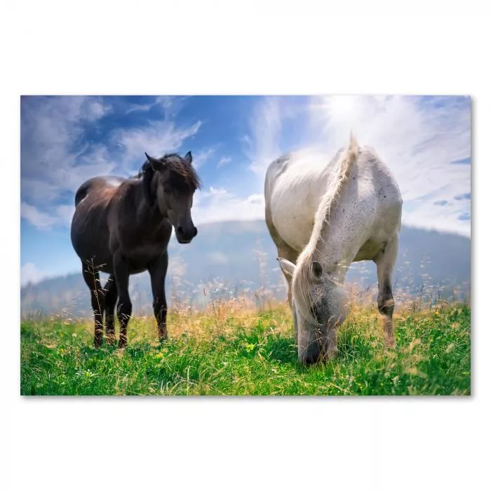 Schwarzes & weißes Pferd auf grüner Weide, blauer Himmel, Sonne & Freiheit.