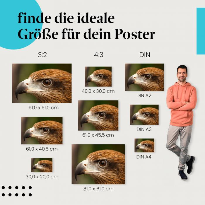 Adler, Poster: Nahaufnahme, Kopf, Blick, Augen.