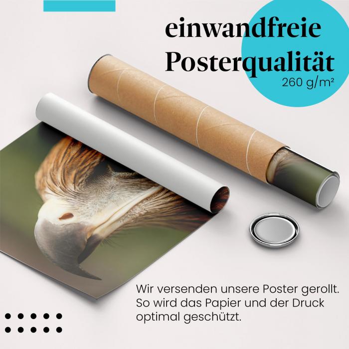 Gerolltes Poster "Adler". Greifvogel, sicher verpackt.