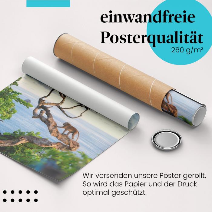 Gerolltes Poster "Affe am Meer". Tier & Natur, sicher verpackt.