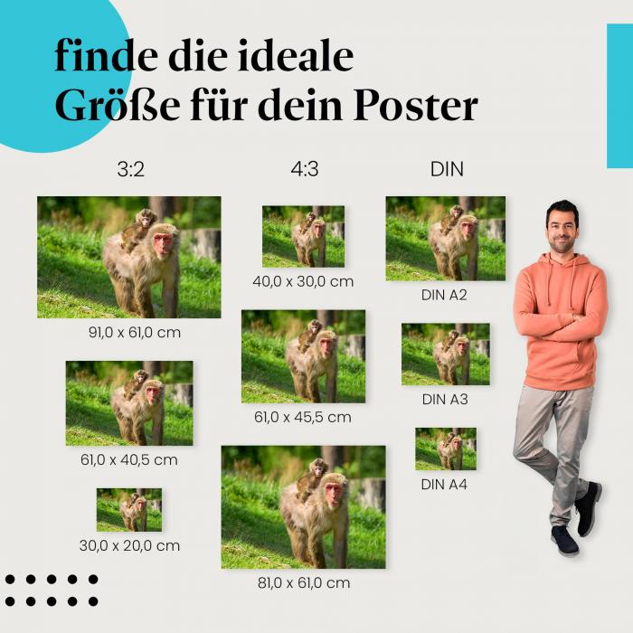 Finde die ideale Postergröße: Makakenmutter trägt Junges, grünes Gras, liebevoll.