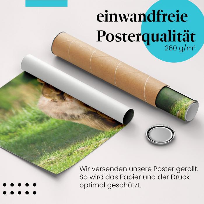 Gerolltes Poster "Makaken". Tierische Zärtlichkeit, sicher verpackt.