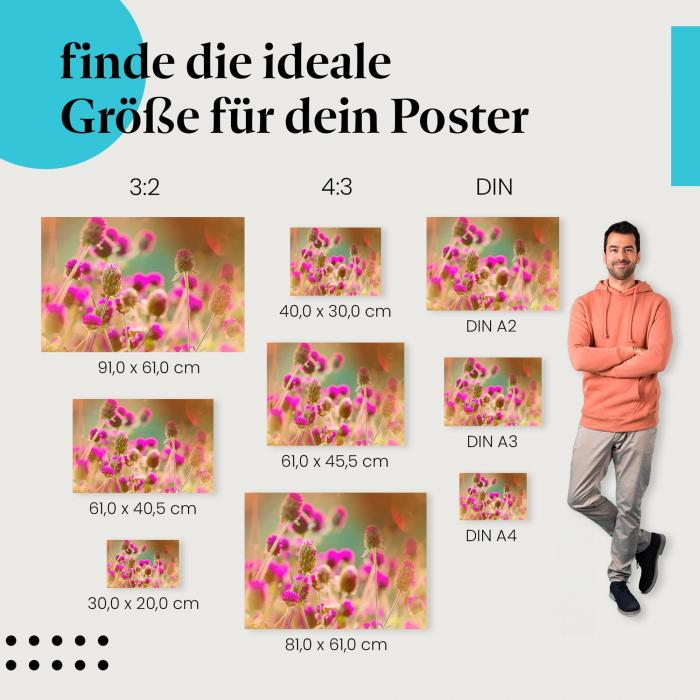 Finde die ideale Postergröße: Rosa Amarantblüten, Nahaufnahme, Sonnenlicht.