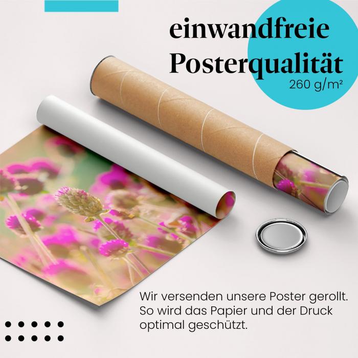 Gerolltes Poster "Amarantblüten". Blumenpracht, sicher verpackt.