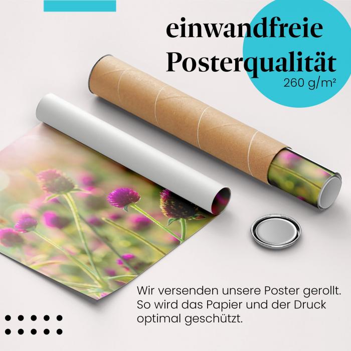 Gerolltes Poster "Amarantblütenwiese". Blumenpracht & Sonnenuntergang, sicher verpackt.