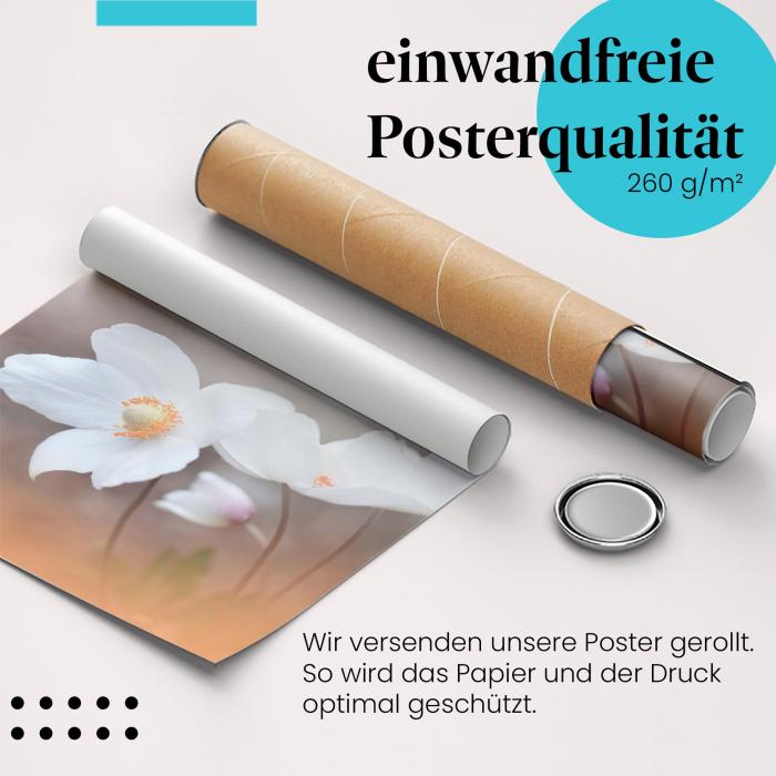 Gerolltes Poster "Anemonen". Frühlingsblumen, sicher verpackt.