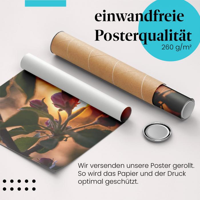 Gerolltes Poster "Apfelblüte" - Frühlingserwachen, sicher verpackt.