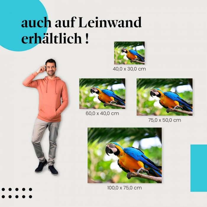 Ara: Leinwandbild. Blau-gelb, Dschungel. Wähle deine Größe!