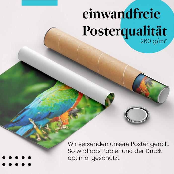 Gerolltes Poster "Ara" - Exotische Tierwelt, sicher verpackt.