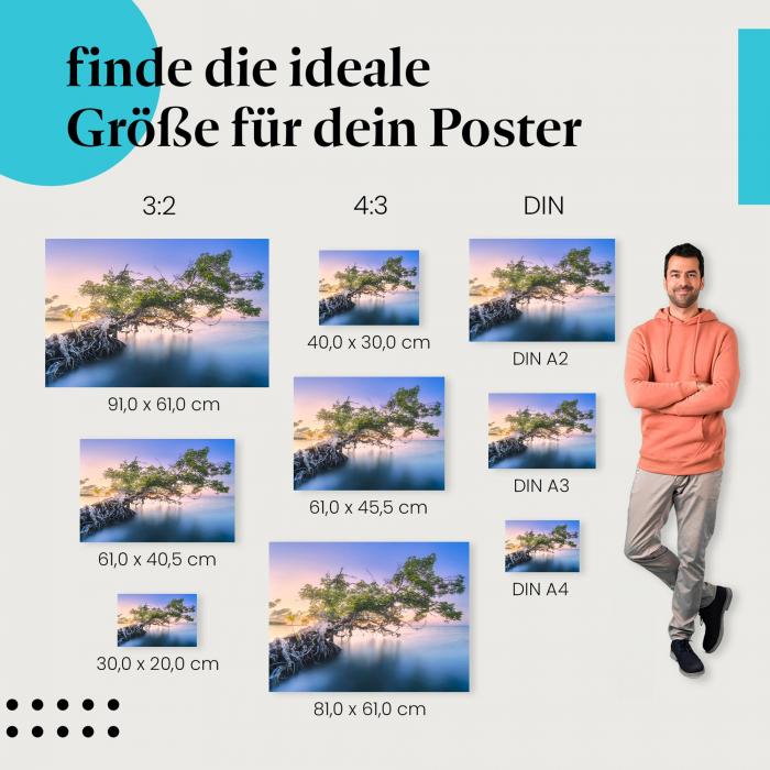 Baum, Poster: Wasser, Sonnenaufgang, Äste.