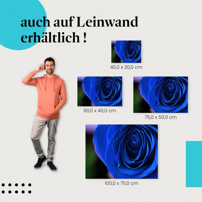 Blaue Rose: Leinwandbild. Makroaufnahme, Blüte.