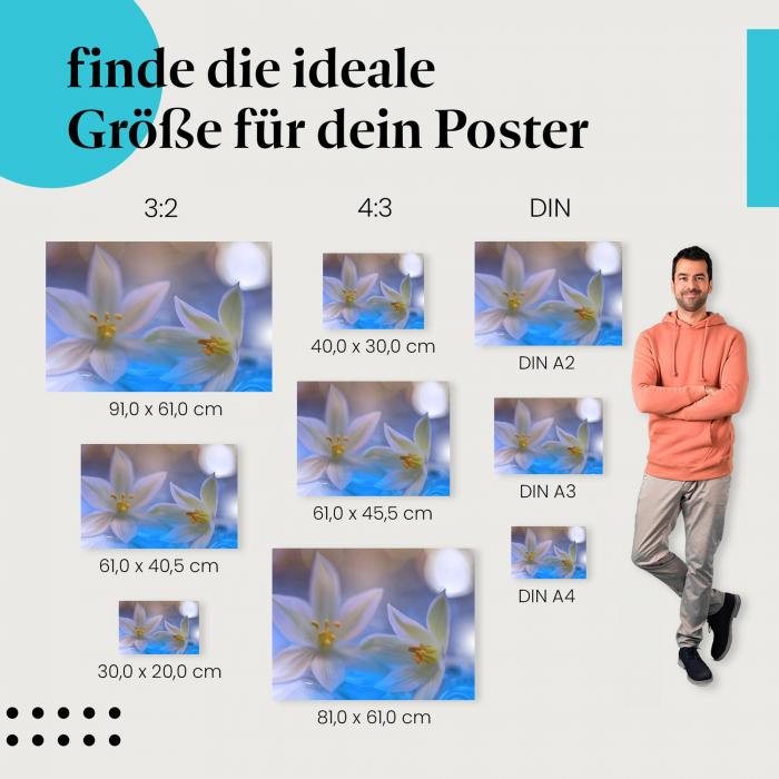 Blumen, Poster: Weiß, blau, zart, friedlich.