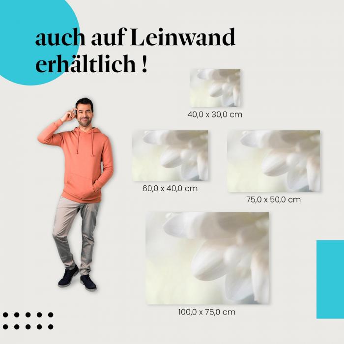 Blüten: Leinwandbild. Weiß, Makro, Reinheit, Eleganz.