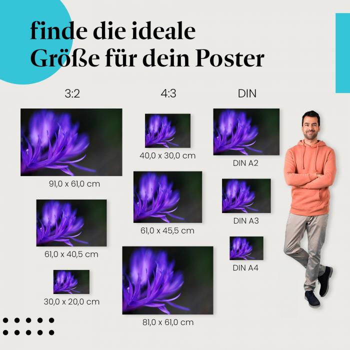 Finde die ideale Postergröße: Lila Blume, Makroaufnahme, filigrane Struktur.