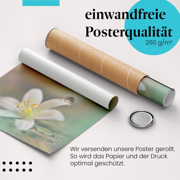 Gerolltes Poster "Wassertropfen auf Blüte" - Natur & Magie, sicher verpackt.