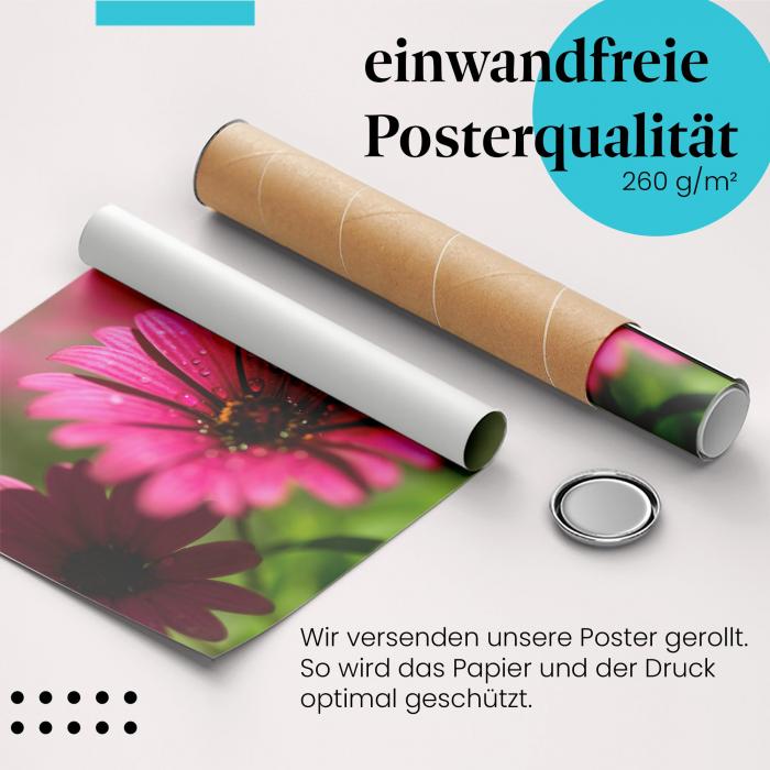 "Pinke Blume": Gerolltes Poster - Tautropfen, leuchtend.