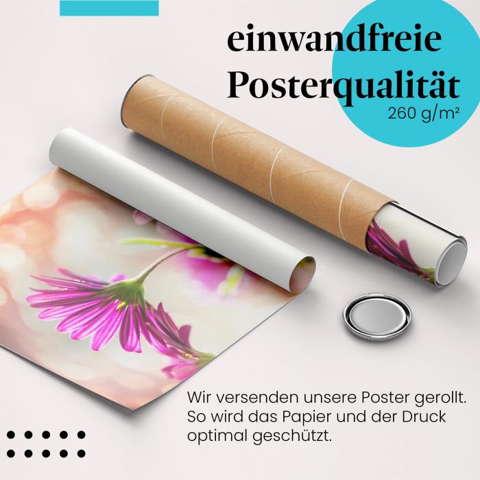 Gerolltes Poster "Pinke Blumen", Gegenlicht, Eleganz.