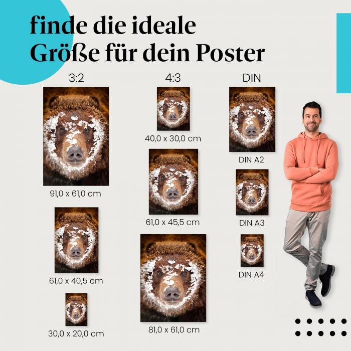 Braunbär mit verschneitem Gesicht: Tierposter - jetzt bestellen!