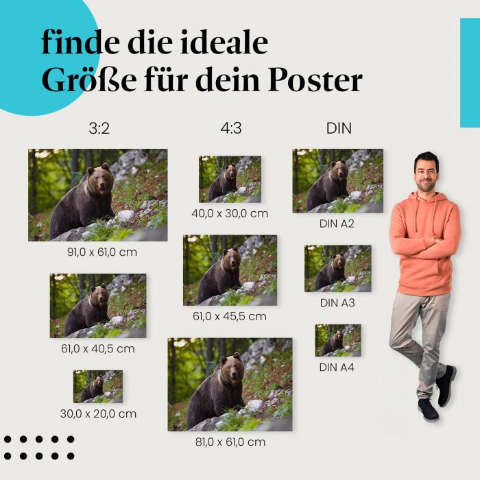 Braunbär, Poster: Wald, Felsen, Blick, Stärke.