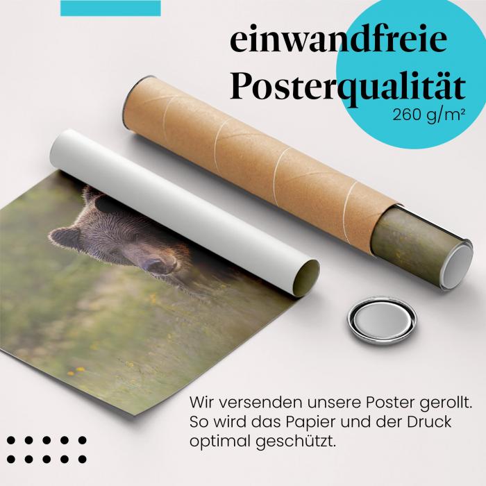 Gerolltes Poster "Braunbär". Tierfotografie, sicher verpackt.