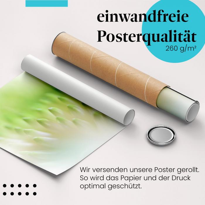 Gerolltes Poster "Chrysantheme" - Blumenpracht, sicher verpackt.