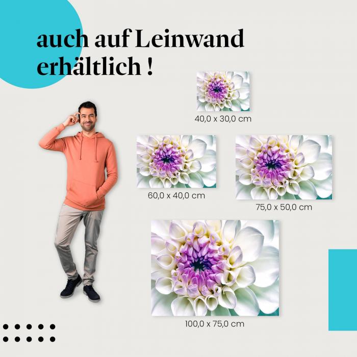 Weiße Dahlie als Leinwandbild: Makroaufnahme der perfekten Blüte. Wähle deine Wunschgröße!